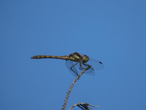 Sympetrum striolatum